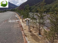 給大家介紹幾種常用的草籽植生毯