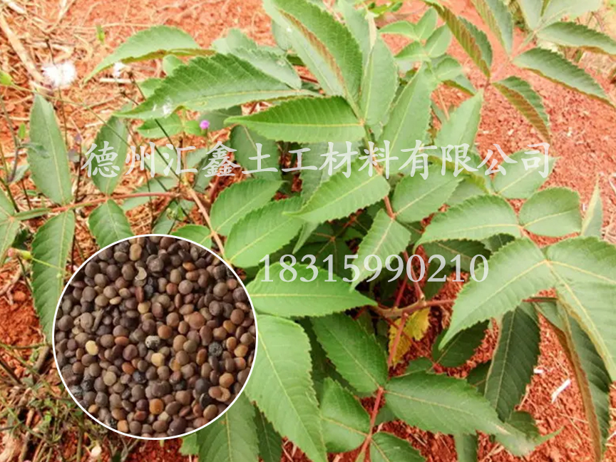 鹽膚木